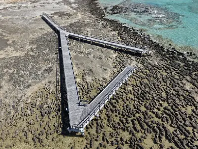 Aerial view of the wooden boardwalk crossing extensive stromatolite formations in the shallow waters of Hamelin Pool.