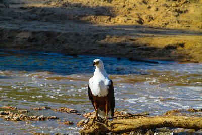 African fish eagle perched beside the Grumeti River in the Western Serengeti, Tanzania, overlooking the flowing water.