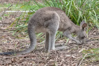 Eastern grey kangaroo foraging among native vegetation and leaf litter at Green Patch.