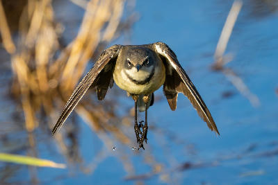 Cape wagtail hovering above shallow wetland water at Marievale Bird Sanctuary, Gauteng.