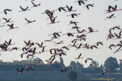 Lesser and greater flamingos flying over the wetlands of Marievale Bird Sanctuary near Nigel in Gauteng, South Africa.