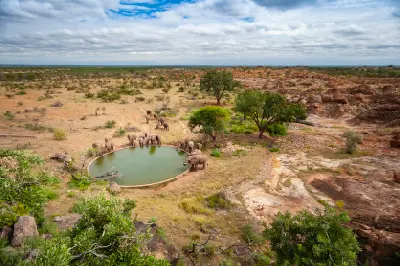 African elephants drinking at a waterhole surrounded by sandstone outcrops and semi-arid wilderness in Mapungubwe National Park, Limpopo Province, South Africa.