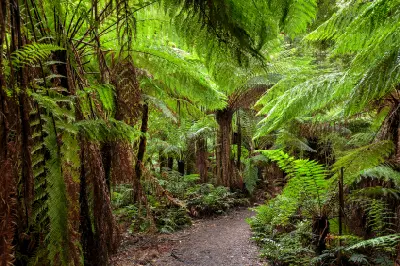 Walking trail through dense tree ferns and temperate rainforest on the approach to Beauchamp Falls, Victoria.
