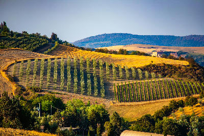 Olive grove near Torrenieri in the Val d’Orcia, Tuscany, Italy.