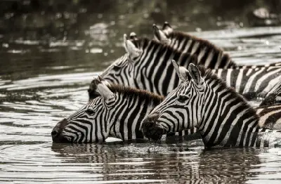Burchell's zebras standing in shallow water at Xakanaxa in Moremi Game Reserve, Botswana.