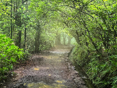 Forest path beside a levada water channel in Queimadas Forest Park, surrounded by dense laurel trees and mist.