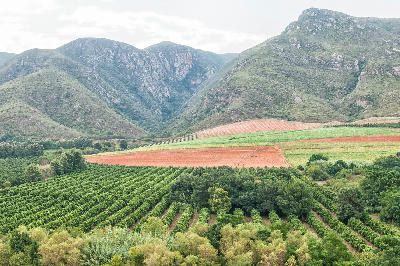 Citrus orchards and agricultural fields in the Groot River Valley with rugged Baviaanskloof mountains rising in the background near Patensie, Eastern Cape.