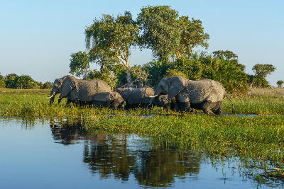 Elephant herd crossing shallow floodwaters on Chief's Island in the Okavango Delta, Botswana.