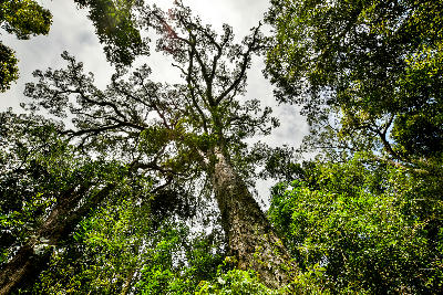 Low-angle view of the Big Tree, a giant Outeniqua Yellowwood rising above indigenous forest in Tsitsikamma National Park, South Africa.