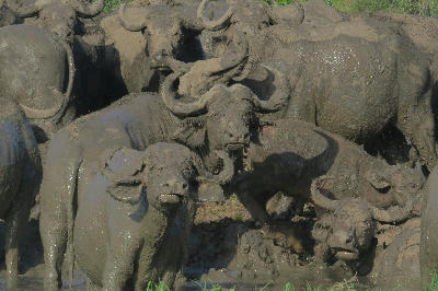Cape buffalo covered in mud after wallowing in Nyerere National Park, Tanzania.