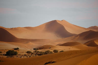 Sweeping orange dunes and sparse desert vegetation in the Namib Desert near Sossusvlei, Namibia.