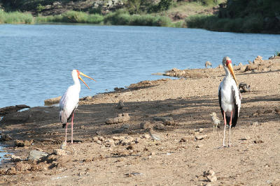 Two yellow-billed storks standing on the shore of Pioneer Dam near Mopani Rest Camp in Kruger National Park, South Africa.