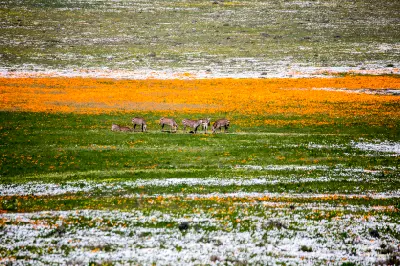 Zebras grazing among vast orange, white and green spring wildflower fields in Postberg Wildflower Reserve, West Coast National Park.