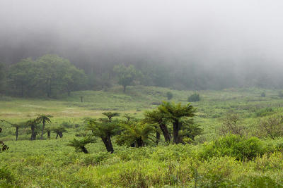 Tree ferns emerging from morning mist in Magoebaskloof, Limpopo, South Africa.