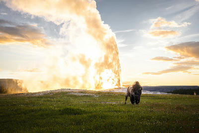 Bison near Old Faithful geyser eruption at sunset in Yellowstone National Park.