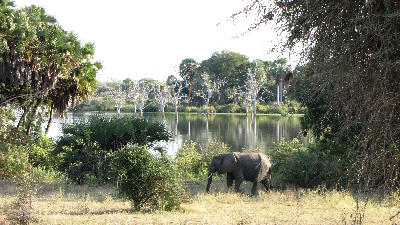 Elephant walking beside Lake Manze with Borassus palms and dead trees reflected in the water, Nyerere National Park, Tanzania.