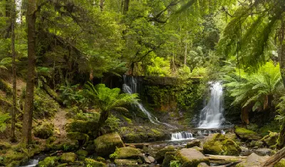 Horseshoe Falls cascading through dense temperate rainforest with tree ferns and moss-covered boulders in Mount Field National Park, Tasmania.