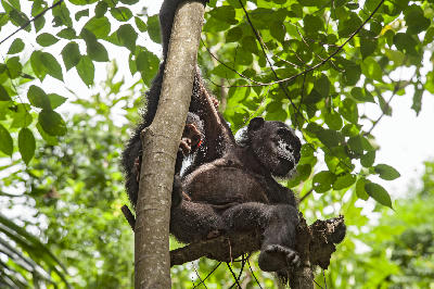 Mother chimpanzee sitting on a tree branch with her baby in Gombe Stream National Park, Tanzania.
