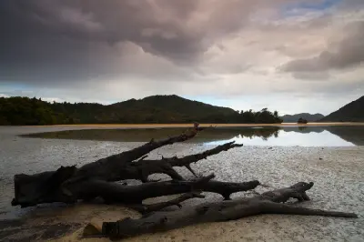 Driftwood on reflective tidal flats at Awaroa Inlet in Abel Tasman National Park, New Zealand.