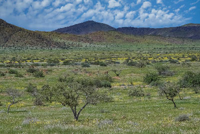Green seasonal plains and rocky hills surrounding the Spitzkoppe granite landscape in Namibia.
