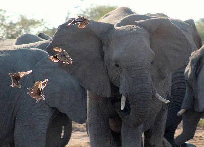 African elephants (Loxodonta africana) standing at a waterhole with game birds flying in front of the herd in the Central Kalahari Game Reserve, Botswana.