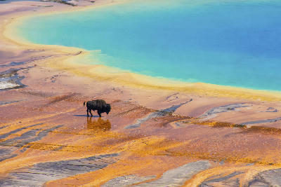 Bison near Grand Prismatic Spring Yellowstone National Park colorful geothermal basin Wyoming USA