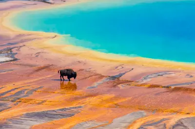 Bison near Grand Prismatic Spring Yellowstone National Park colorful geothermal basin Wyoming USA