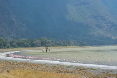 Lesser flamingos feeding and flying over Empakaai Crater Lake in Tanzania, with the forested crater walls and Ngorongoro Highlands forming a dramatic volcanic backdrop.