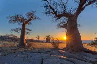 Baobab trees silhouetted against a glowing sunset on Kubu Island, Botswana, with granite outcrops in the foreground.