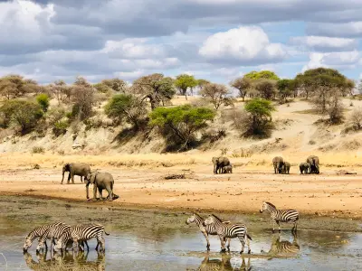 Zebras drinking from the Tarangire River while elephants gather along the opposite bank in Tarangire National Park, Tanzania.