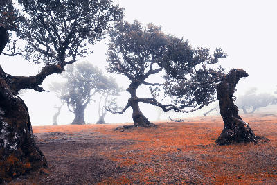 Fanal Forest, Madeira