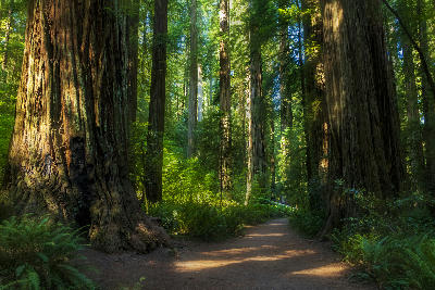 Forest path surrounded by tall redwood trees with sunlight filtering through the canopy in Redwood National Park, California.