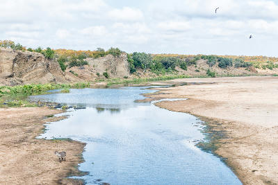 Waterbuck bull standing on the sandy bank of the Letaba River beneath river cliffs near Letaba Rest Camp in Kruger National Park.