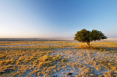 Lone tree on Kubu Island beside the Makgadikgadi salt pans in Botswana.