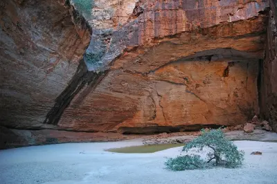 Vast curved sandstone walls rise above the pale sandy floor, small waterhole and lone tree inside Cathedral Gorge.