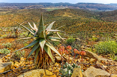 Aloe ferox above Biedouw Valley with the Old Postal Route winding through the northern Cederberg landscape.