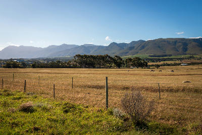 Open grazing fields with scattered livestock near Stanford, backed by the Kleinrivier Mountains beneath a clear blue sky in the Western Cape, South Africa.