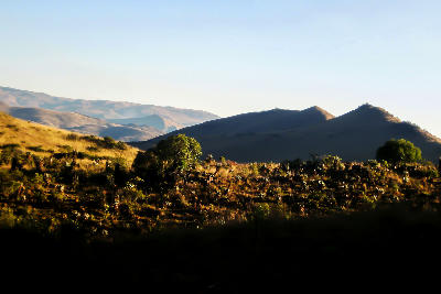 Aloe-covered ridge in the Makhonjwa Mountains near Barberton, Mpumalanga, South Africa.
