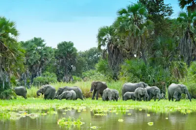 African elephant herd drinking at Lake Manze with palms and floating water plants in Nyerere National Park, Tanzania.