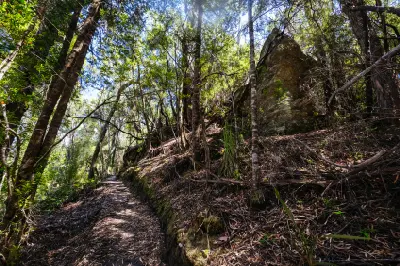 Forest walking trail leading toward Donaghys Hill in western Tasmania.