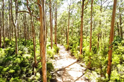 Sandy track winding among tall karri trees in Boranup Karri Forest, Western Australia.