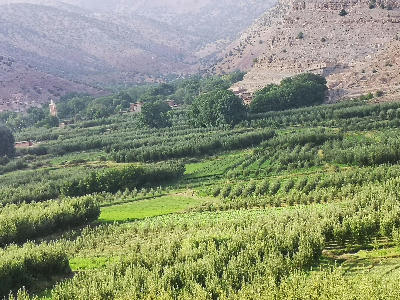 Orchards and agricultural fields in Aït Bouguemez Valley, Morocco
