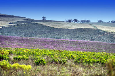 Flowering fynbos and rolling hills in Bontebok National Park near Swellendam in the Overberg region of the Western Cape, South Africa.
