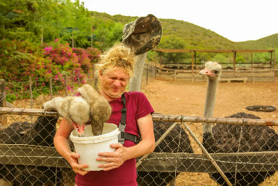 Tourist feeding ostriches at an ostrich farm near Oudtshoorn in South Africa’s Klein Karoo agricultural landscapes.