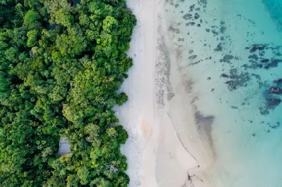 Top-down aerial view looking straight down at a crisp vertical line dividing dense green rainforest canopy from a white sand beach and clear turquoise water with shallow coral reefs.