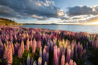 Lake Pukaki, South Island, New Zealand
