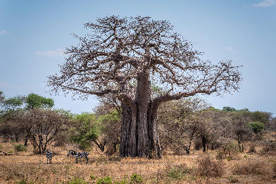 Zebras grazing beside a giant baobab tree in Tarangire National Park, Tanzania.