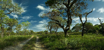 Sandy road passing through coastal woodland and savanna vegetation in Kosi Bay, KwaZulu-Natal, South Africa, beneath a blue sky with scattered clouds.