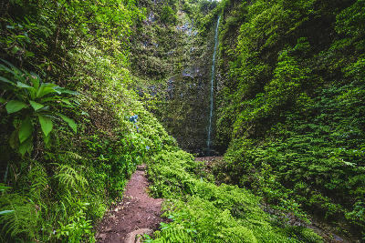 Path through dense laurel forest leading to Caldeirão Verde waterfall on the Levada do Caldeirão Verde trail, Madeira, Portugal.