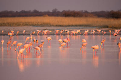 Greater flamingos feeding in a shallow seasonal pan in the Makgadikgadi Pans, Botswana.